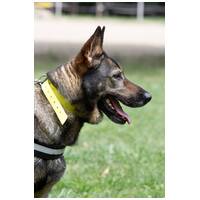 Lady, ivartalanított szuka #14