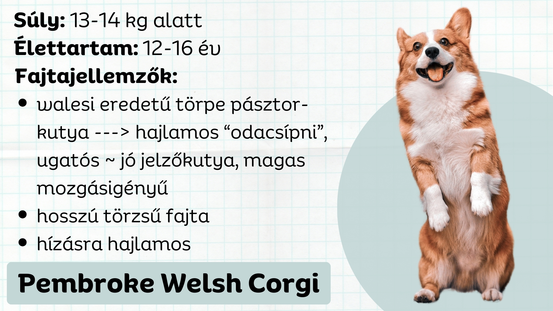Pembroke Welsh Corgi fajtajellemzők