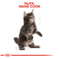Royal Canin Maine Coon Kitten - Maine Coon kölyök macska száraz táp #2