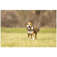 Hádész, 9 éves, 50 cm magas, kan #6