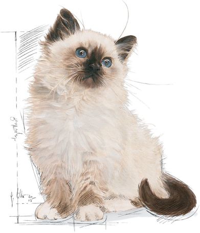 Royal Canin Kitten - Kölyök macska száraz táp