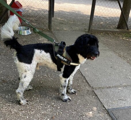 Zénó, 7 éves, ivartalanított kan