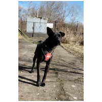 Fido, 1 éves, közepes testű, kan #5