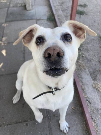 Amy, ivartalanított szuka kutyus