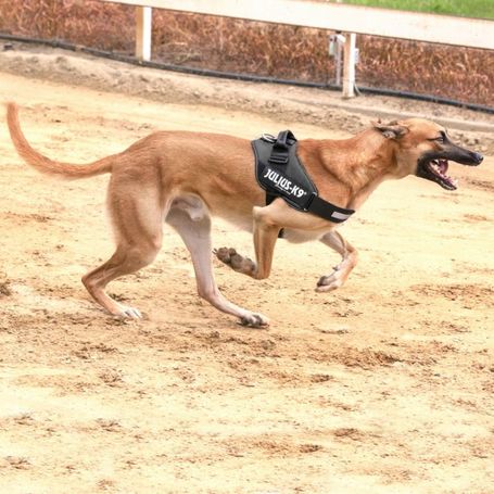 Julius-K9 IDC fekete kutyahám