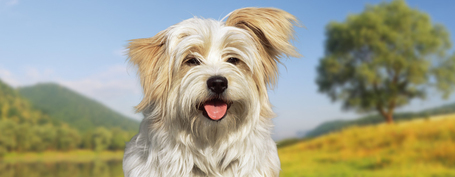 Belcando Iberico sertéshúsos, csicseriborsós és vörösáfonyás konzerv kutyáknak