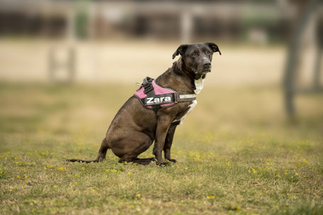 Zara, 12 éves, 58 cm magas, leány kutya