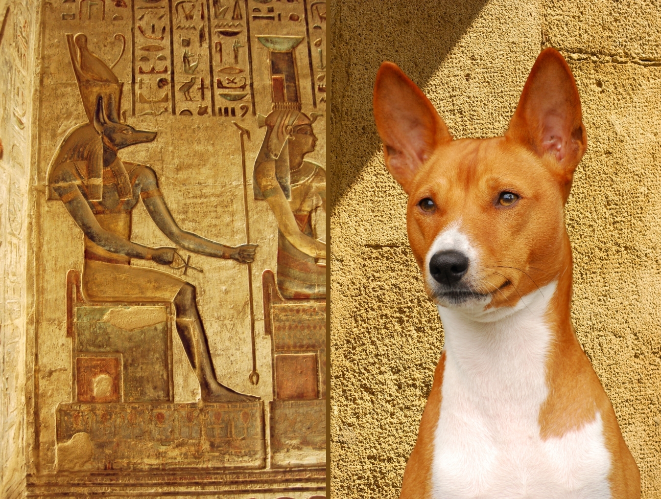 Anubis és a bajeni kutya