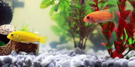 Hogyan biztosíthatsz díszhalaidnak egészséges környezetet?