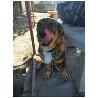 KisO, 4 éves, 34 cm magas, szuka #3