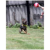 Lady, ivartalanított szuka #20