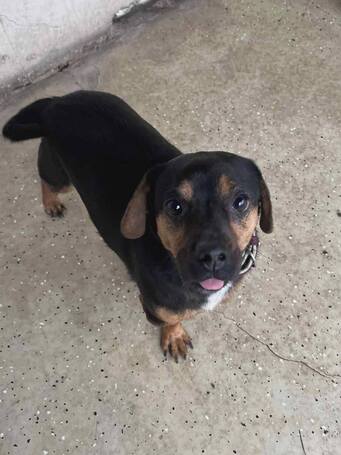 Kópé, 2 éves ivartalanított kan