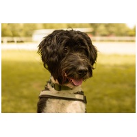 Zénó, 7 éves, ivartalanított kan #8