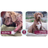 N.P.C.S. Multivitamin kutyáknak #7