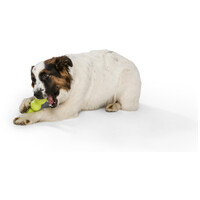 West Paw Rumpus rágóbot #9