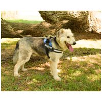 Macho, 4 éves, 57 cm magas, kan #5