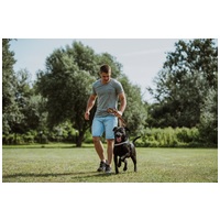 Milo, 3 éves, 53 cm magas,  labrador-bull keverék, kan #7