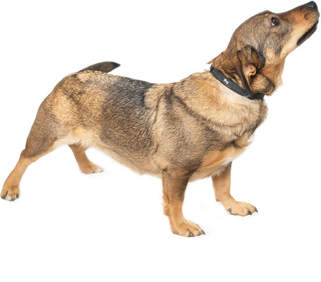 KisO, 4 éves, 34 cm magas, szuka