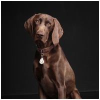 Tickless Pet ultrahangos bolha- és kullancsriasztó kutyák, macskák, vadászgörények és nyulak részére #8