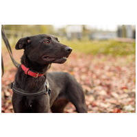 Aji, 2 éves, szuka #7