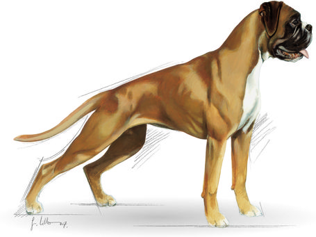 Royal Canin Boxer Adult - Boxer felnőtt kutya száraz táp