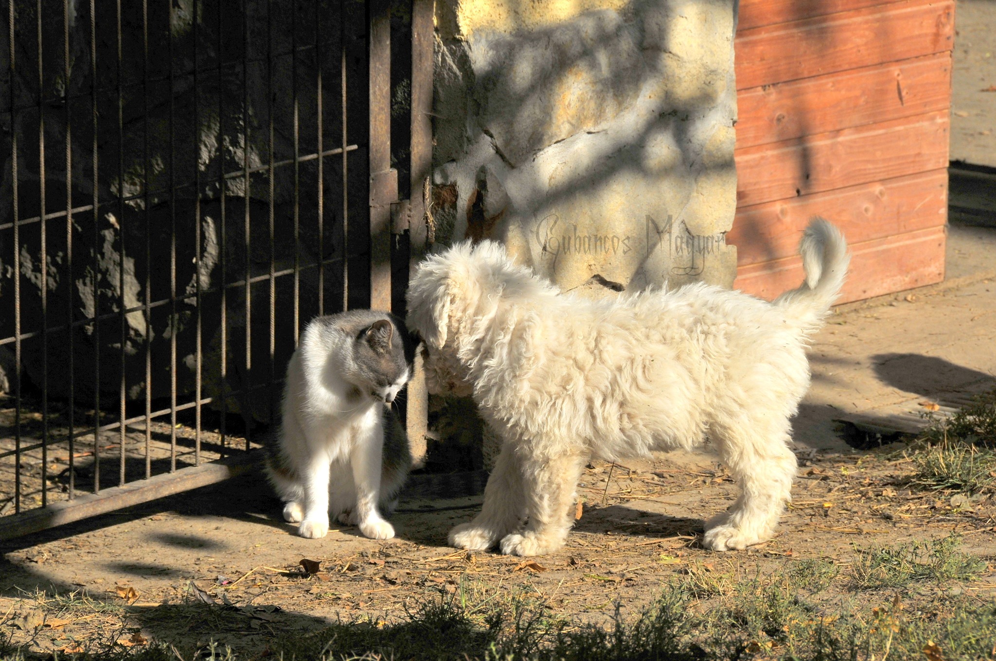 Gubancos Magyar Komondor Kennek pui de câine și pisică