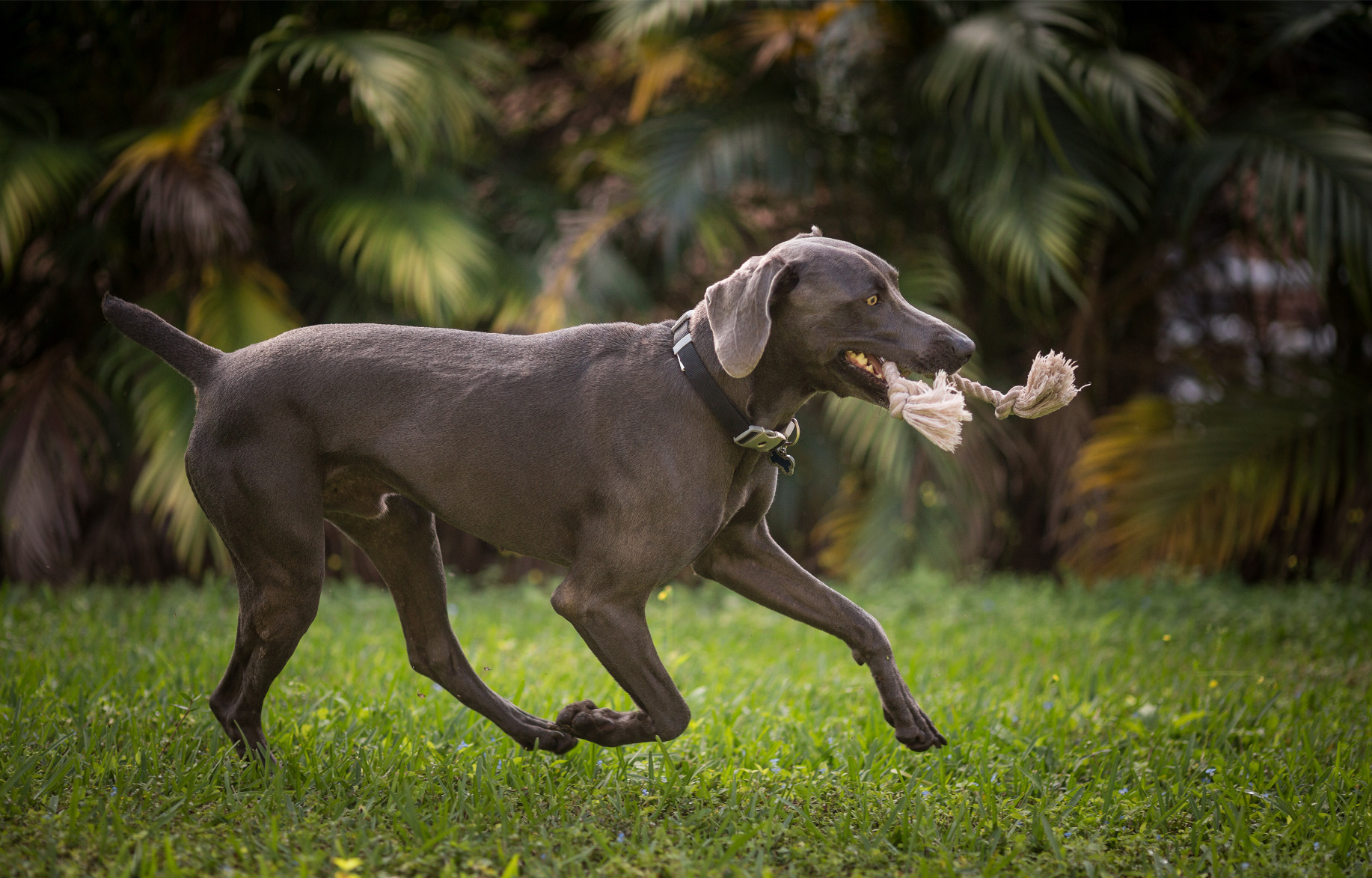 Weimari vizsla rágókötéllel