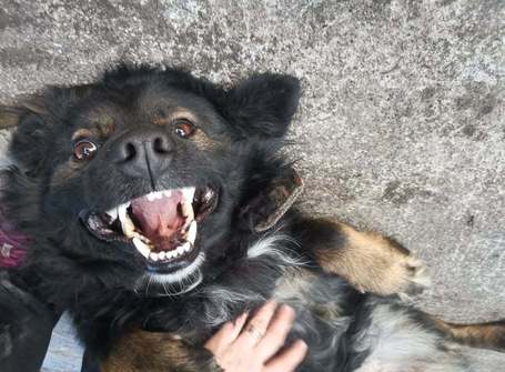 Franco, 3 éves, 41 cm magas, hosszú szőrű kan