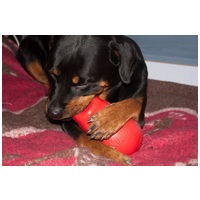 Kong Bounzer kutyajáték #4