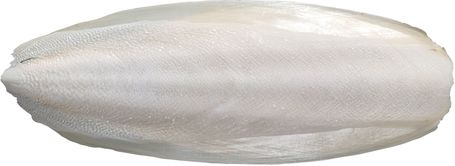 Exo Terra szépiacsont hüllőknek és kétéltűeknek