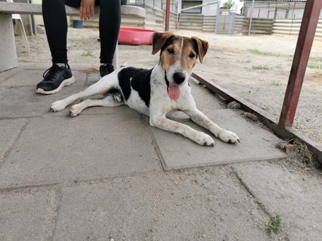 Jack, 7 éves, 42 cm magas, Jack Russell-terrier kan