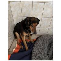 Bözsi, a 10 éves idős hölgy #4