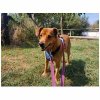 Misi, ivartalanított kan #29