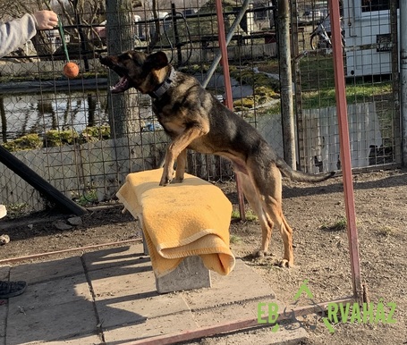 Kajla, 4 éves, 65 cm magas, kan