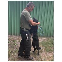 Ábel, 4 éves, 55 cm magas, kan #9