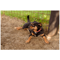 Picúr, 6 éves, kis testű, szuka #4