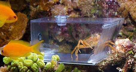 Aqua Medic rák és egyéb kártevő csapda