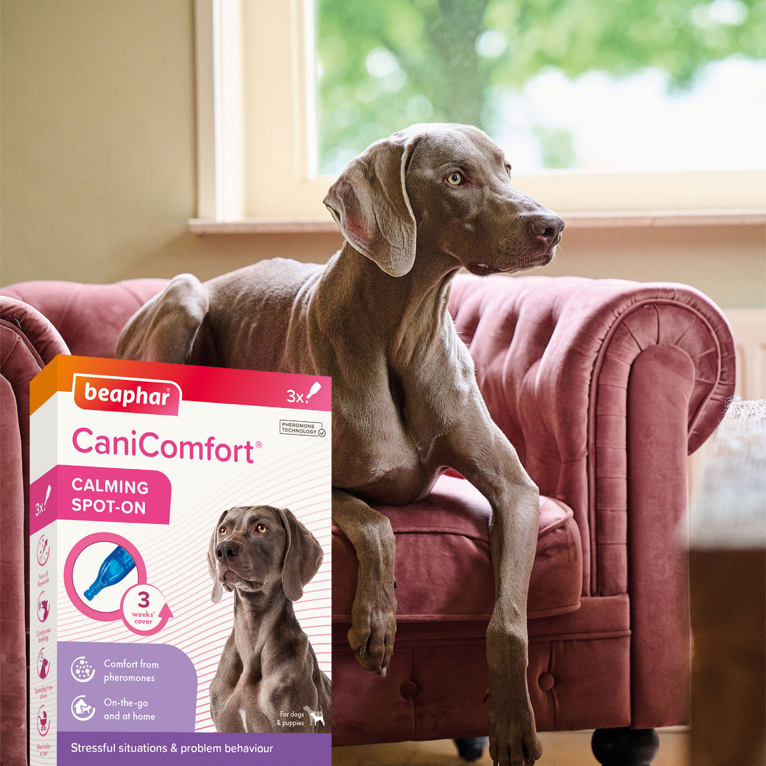 Beaphar CaniComfort pheromones Spot-On pentru câini - zoom