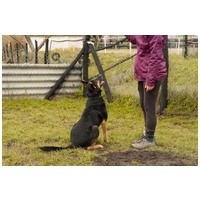 Szultán, négy éves, kan #12