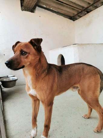 Csoma, 5 éves, 40 cm magas, ivartalanított kan