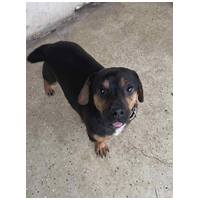 Kópé, 2 éves ivartalanított kan #2