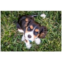 Biogance 2in1 sampon és balzsam egyben kutyáknak #13