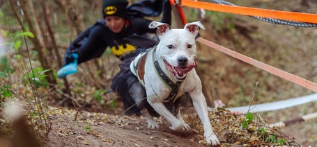 Elképesztő kutya-gazdi jelmezekkel és jótékonysági futással zárta a Hard Dog Race az idei szezont