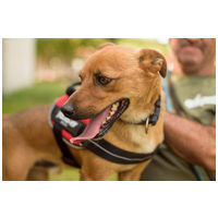 Csoma, 5 éves, 40 cm magas, ivartalanított kan #7