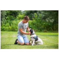 Sparko, két éves, 48 cm magas, kan #3