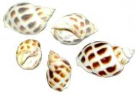 Mini méretű csigaházak, kagylók