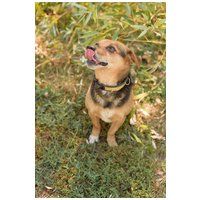 Maci, kilenc éves, kan #4