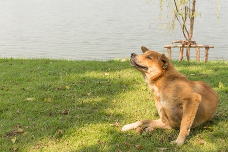 Mitől vakarózik a kutya? A viszketés okai és megszüntetése