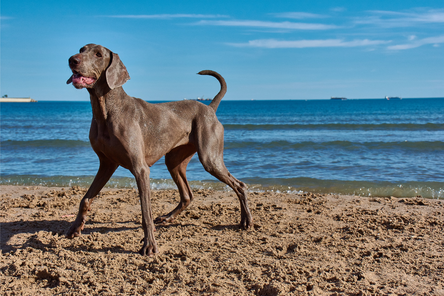 Weimari vizsla a strandon