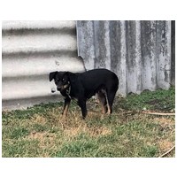 Gizi, 6 éves, 48 cm magas, szuka #2